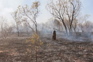 Red soil plot after fire