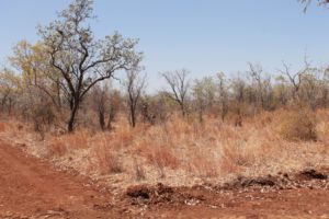 Red soil plot before fire