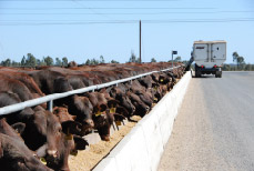 Photo of cattle eating out of trough in feedlot.