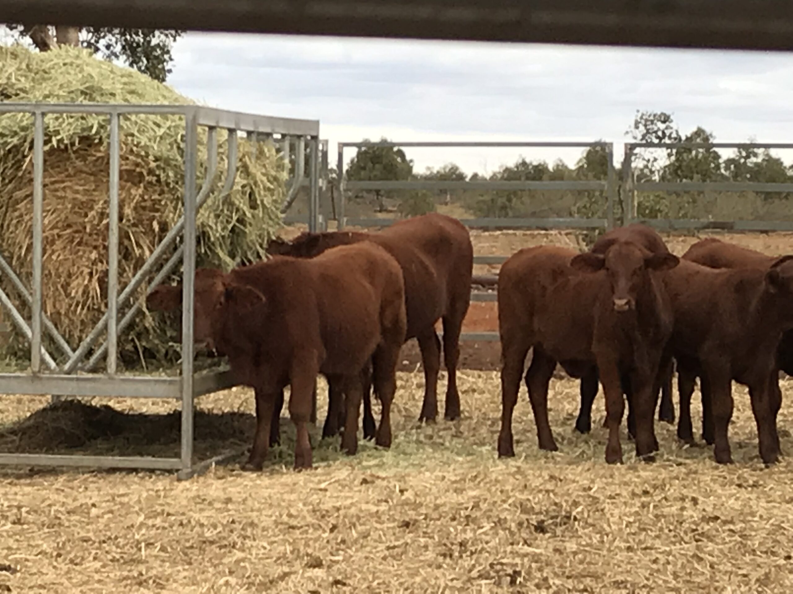 Healthy red weaners in a clean yard with plenty of hay