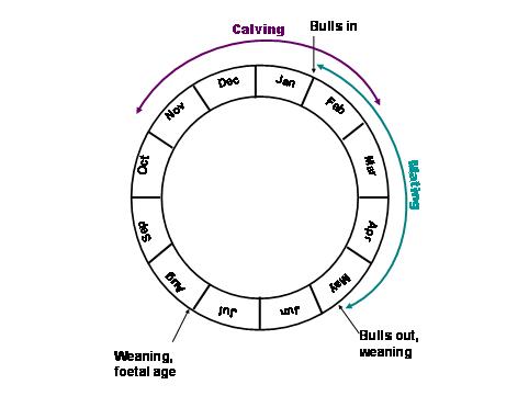 Beef Cow Gestation Chart