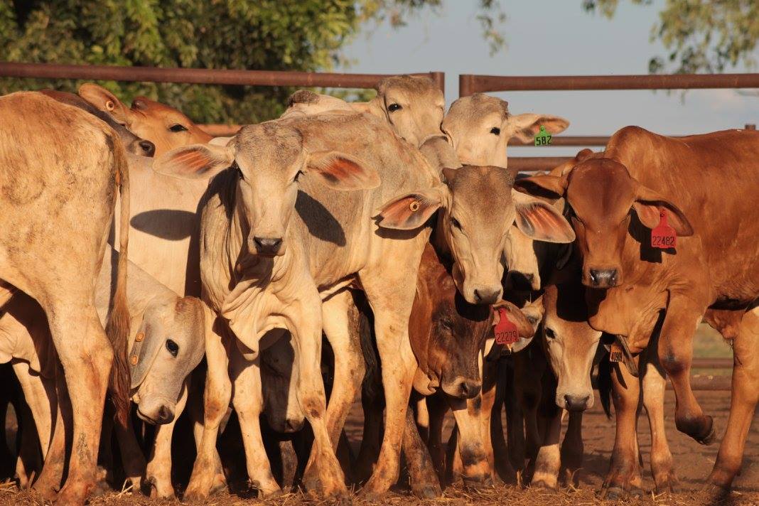 Healthy Brahman cross weaners beginning their education