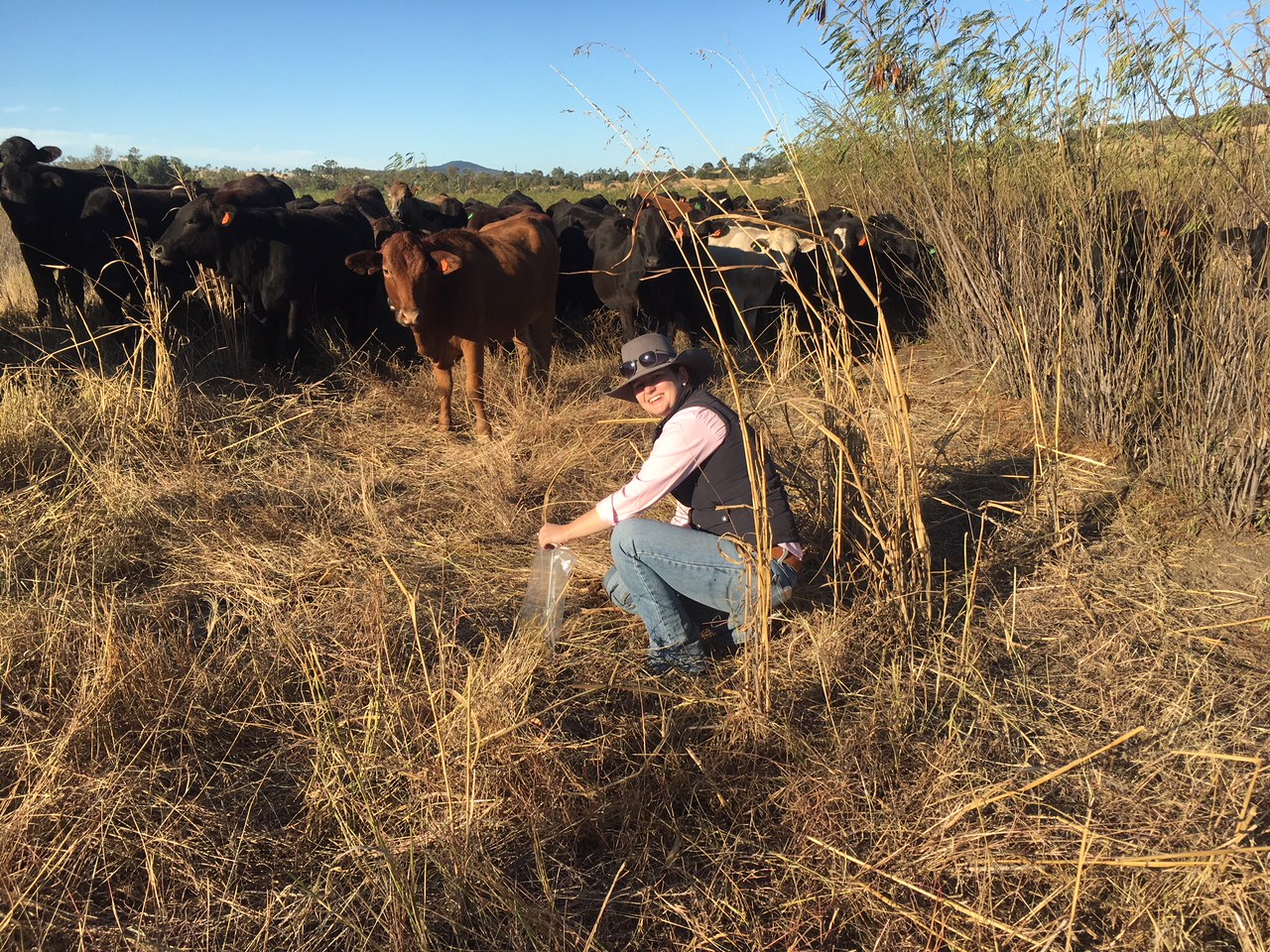 Eloise collecting FNIRS samples to determine herd diet quality