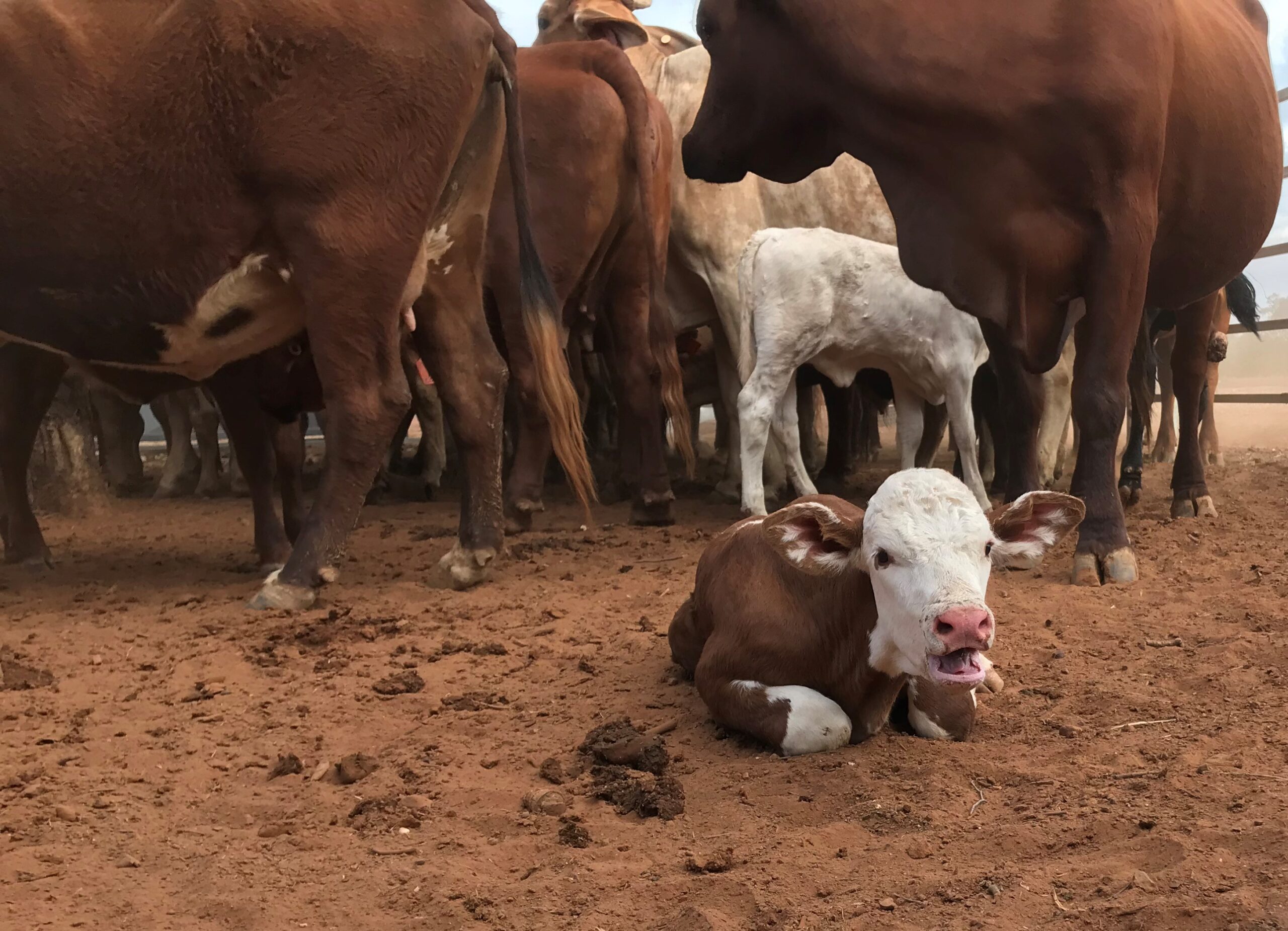 Mixed breed calf lying down in the yards