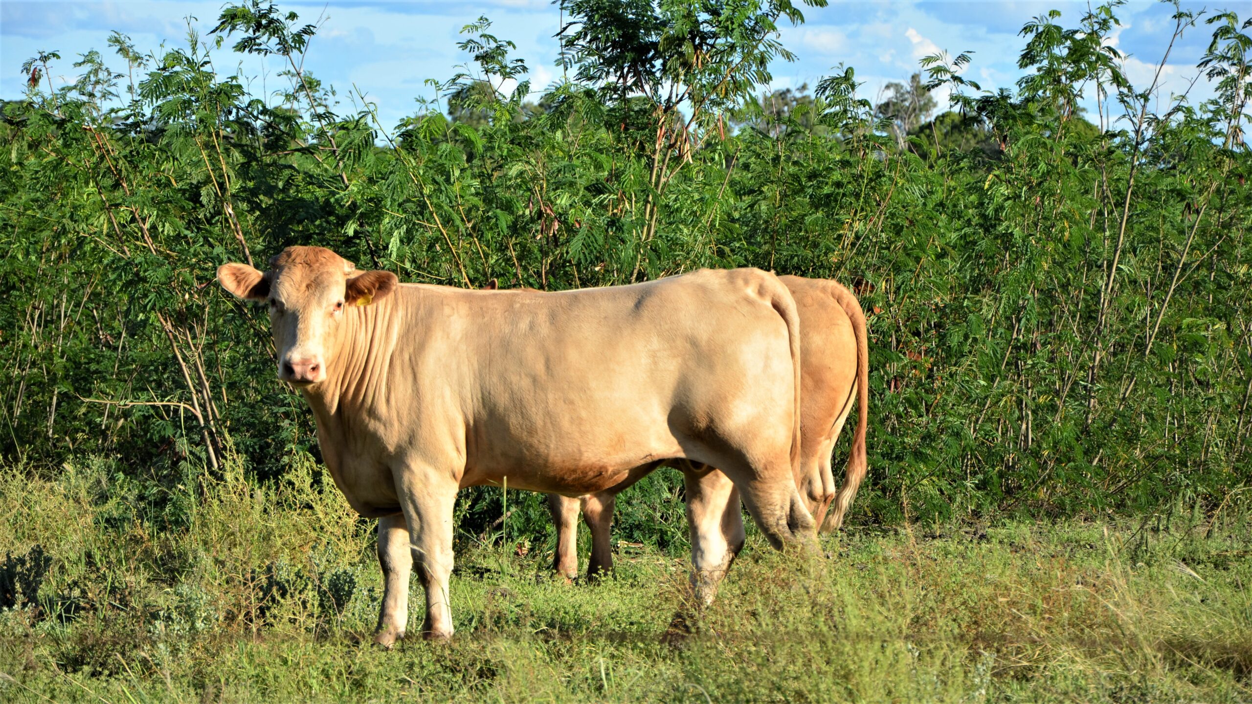 Cattle grazing leucaena (legumes)