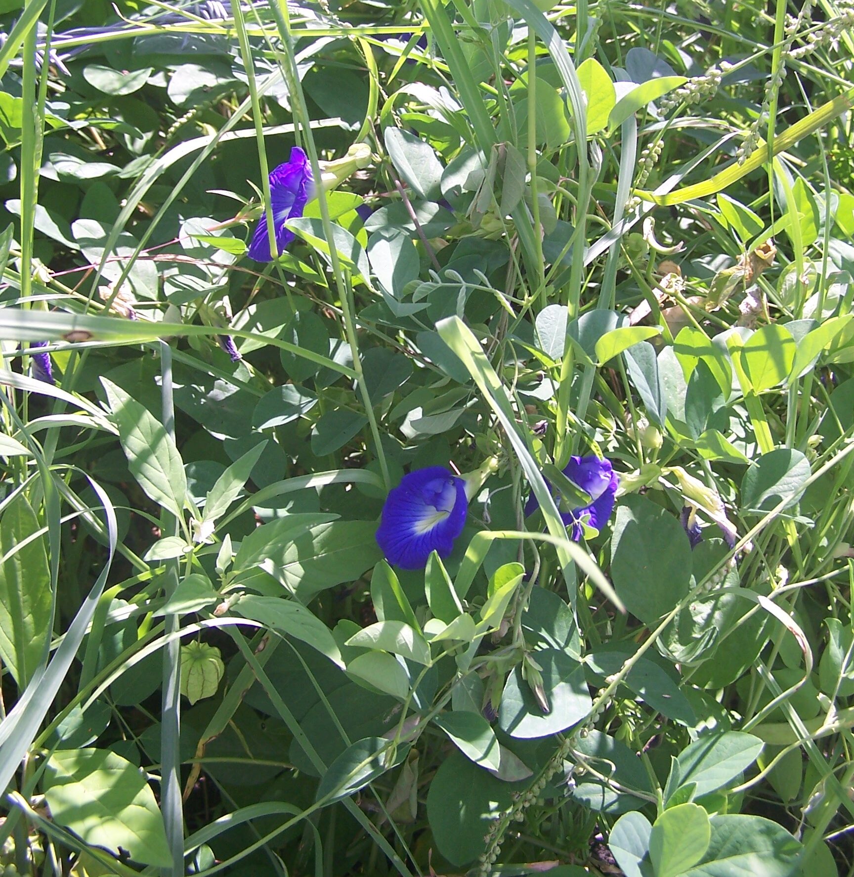 Butterfly pea