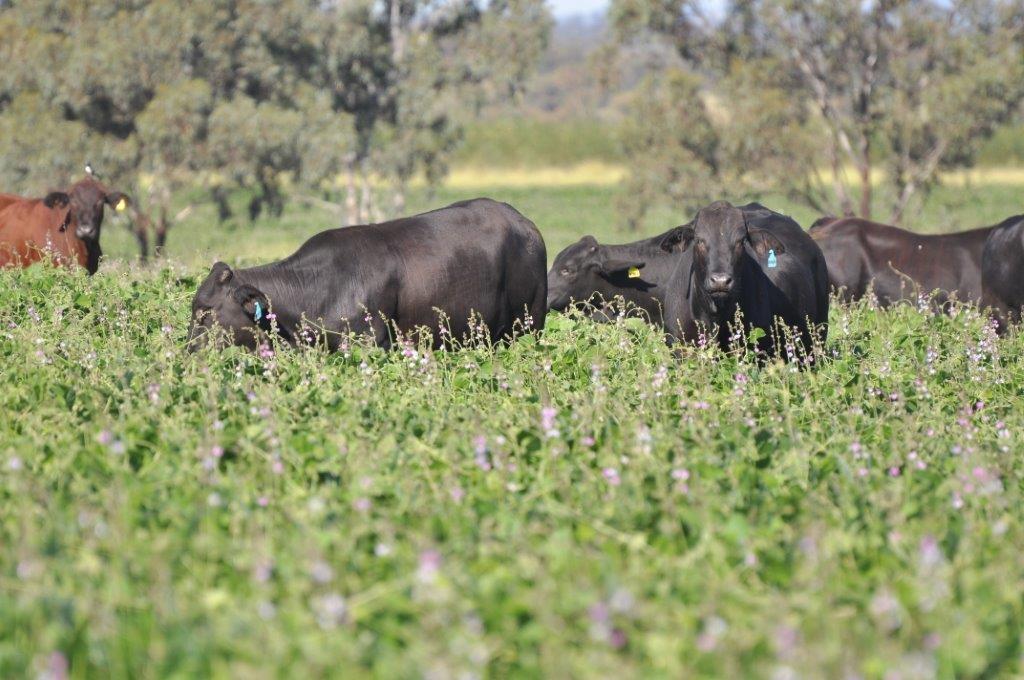 Cattle grazing lablab