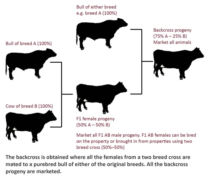 Image result for backcross bulls