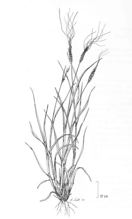 A black and white line drawing of a black speargrass plant with seed heads.