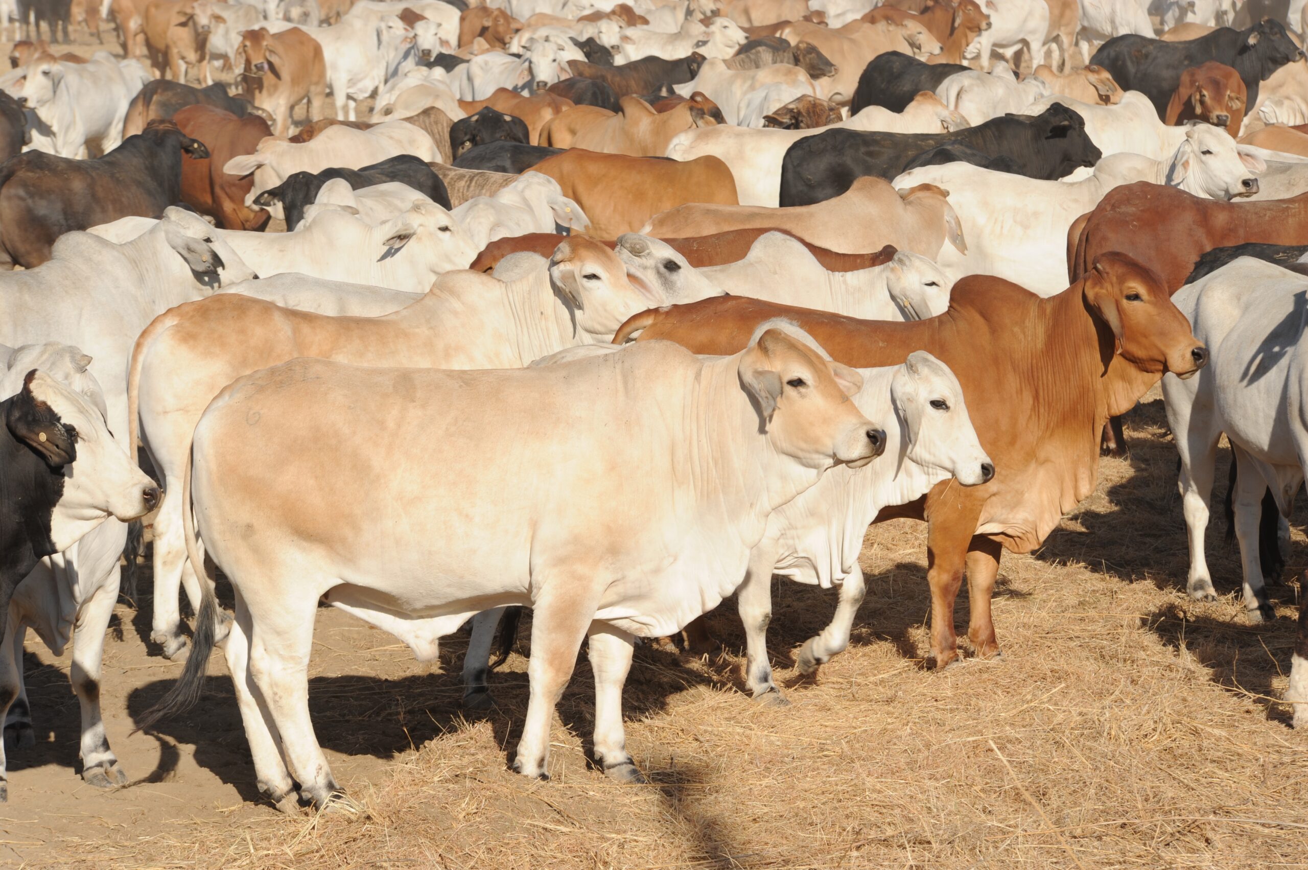 HGP implanted steers.