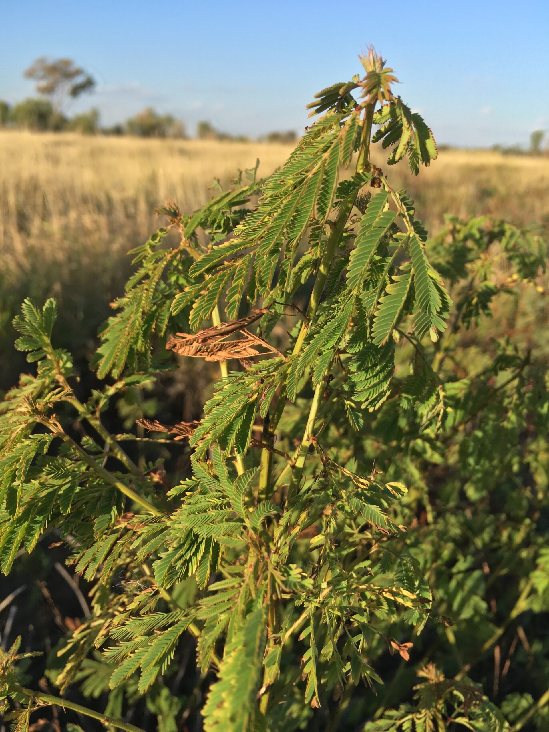 shrubby perennial legume, desmanthus (legumes)