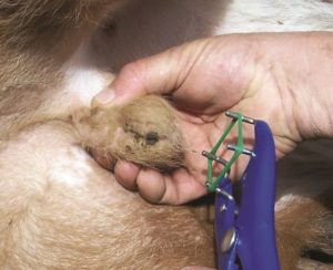 Applying an elastrator ring for castration.