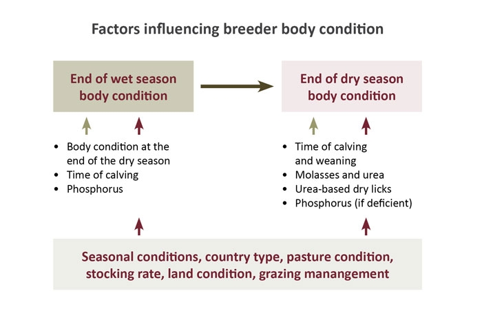 A diagram that illustrates the factors that impact most on 'dry season' body condition, and also those that impact on 'end of wet season' body condition.