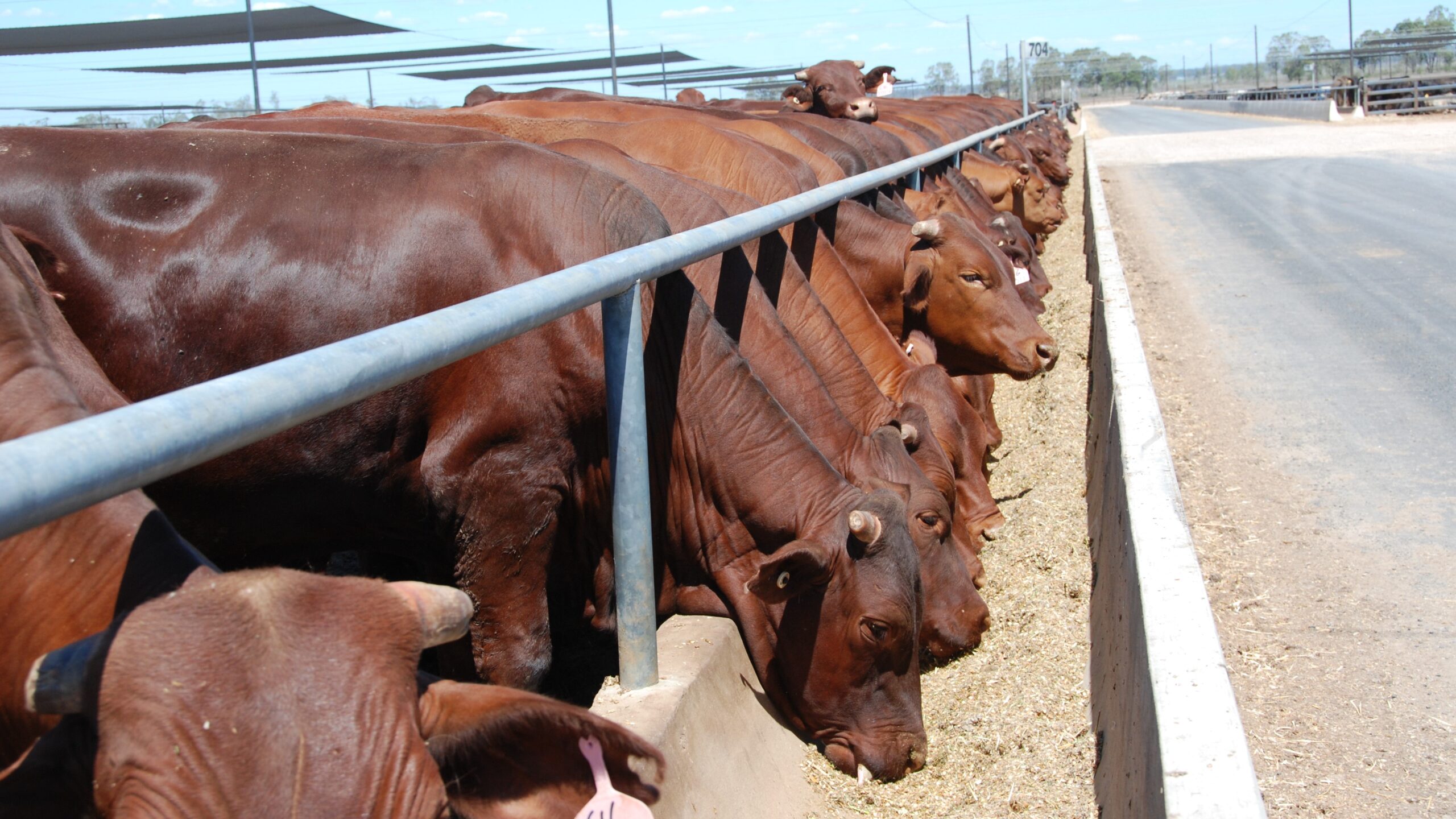 cattle at the feed bunk in feedlots