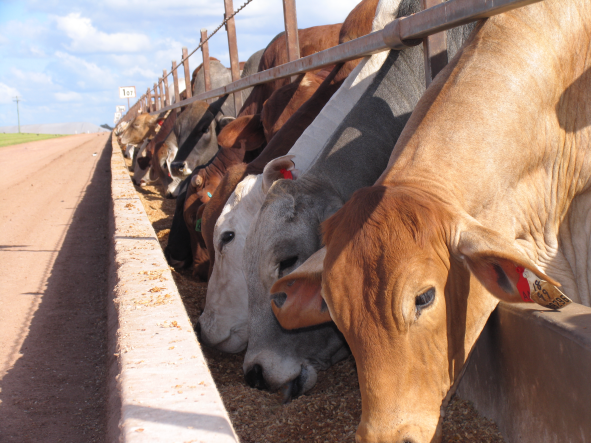 Beef cattle feedlot