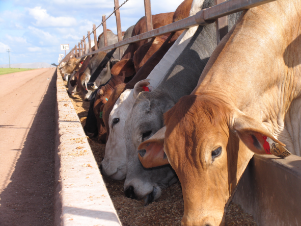 Cattle eating from a bunk at a feedlot