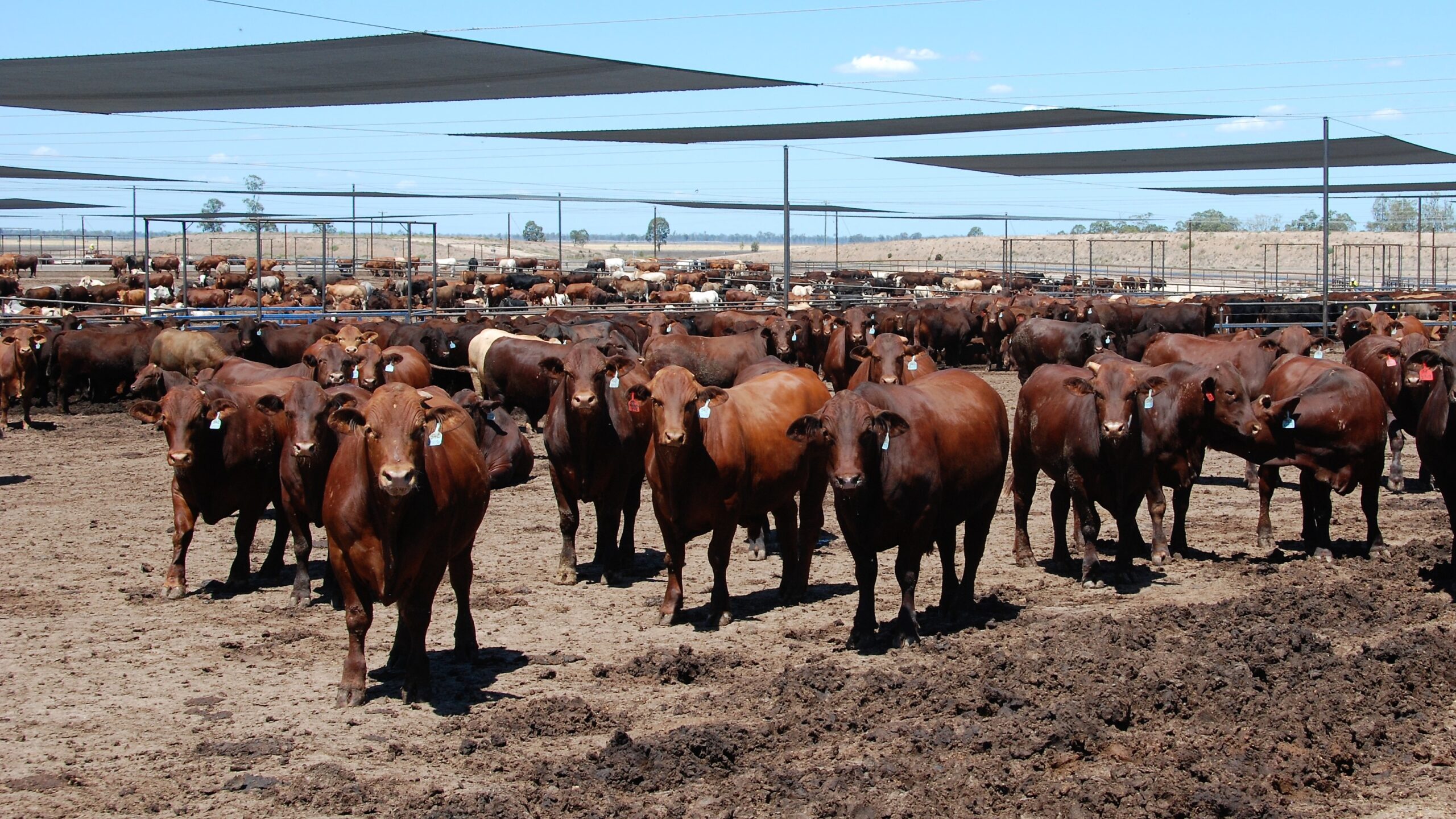 cattle spread out in a feedlot