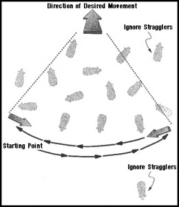 cattle Handling