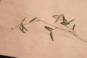 Colour photo of glycine pea stem, leaves and one small pod.