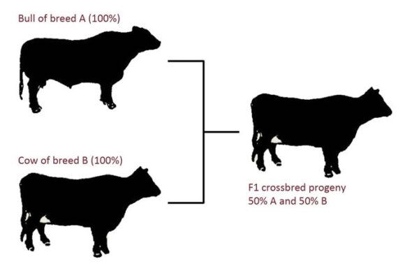 Crossbreeding systems for beef cattle