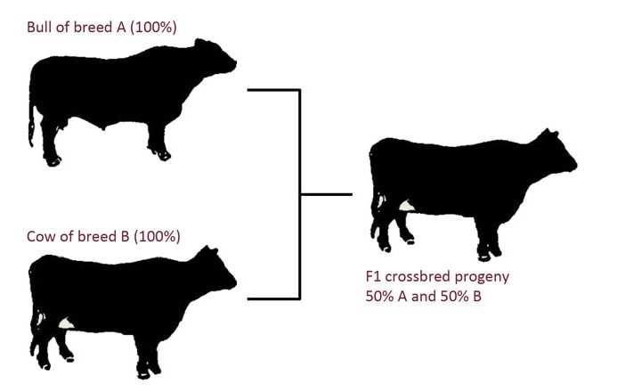 Crossbreeding Systems For Beef Cattle