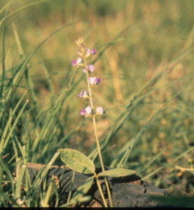 Colour photo of flowering woolly glycine plant in pasture.