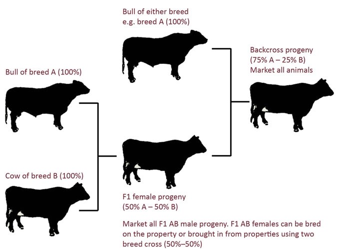 selective breeding diagram