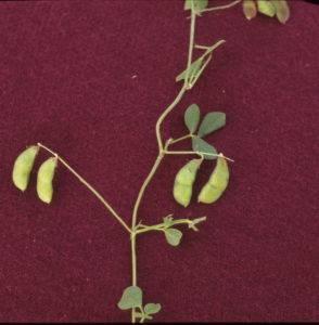 Colour photo of rhynchosia stem with leaves and seed pods.