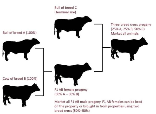 Cattle Line Chart