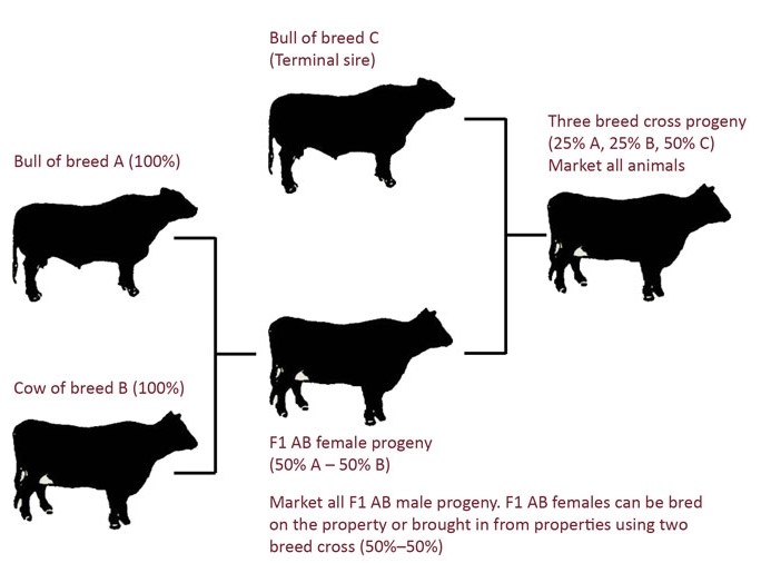 Crossbreeding systems for beef cattle