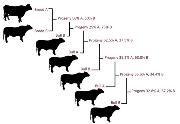 Crossbreeding Systems For Beef Cattle