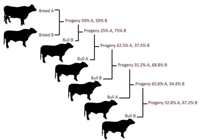 Crossbreeding systems for beef cattle