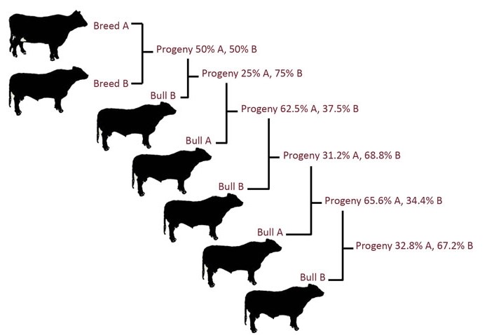 Cross Breeding Cows