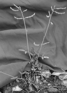 Black and white photo of slender tick trefoil plant with leaves and seed pods.