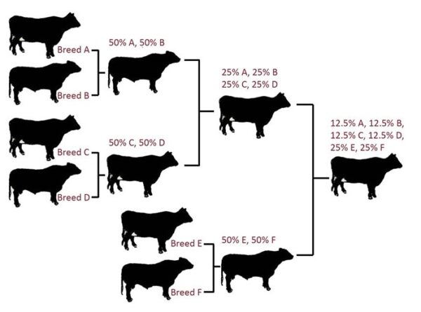 Cross breeding systems for beef cattle