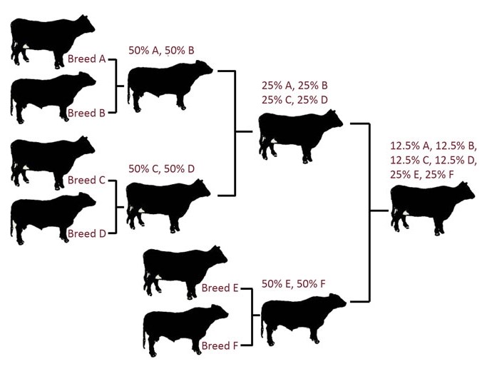 Cross breeding systems for beef cattle