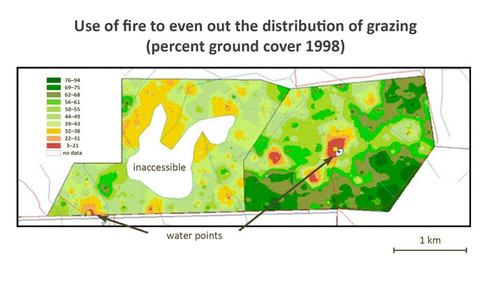 Figure showing the how fire can be used to even out the distribution of grazing.