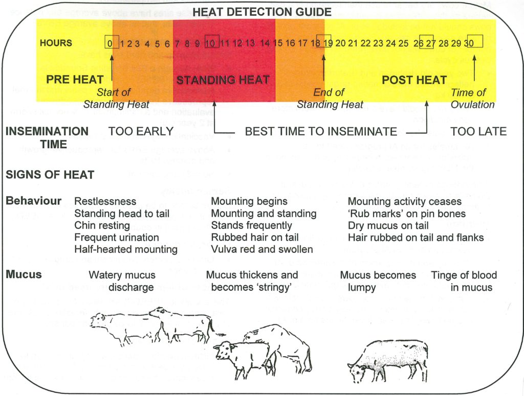 Heat detection guide summarising different stages of heat (in hours), best time to inseminate and the signs of heat.