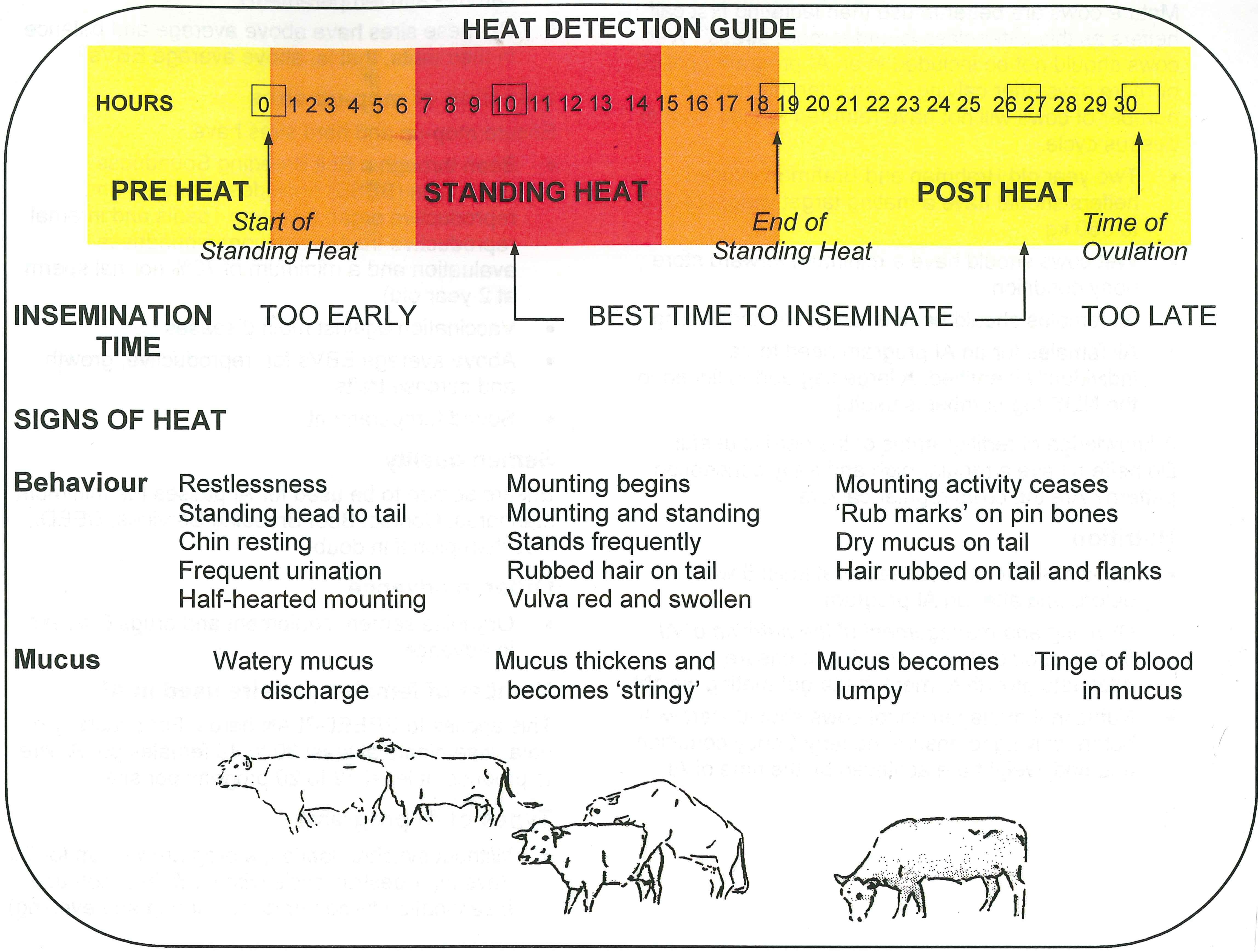 Cow Heat Cycle Calendar - Nady Tallou