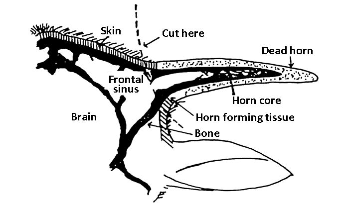 Line drawing of the anatomy of a horn