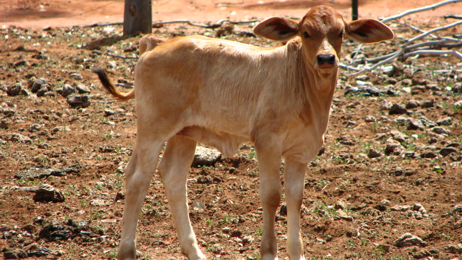 Calf rearing, poddy calves, feeding, calf health care and more