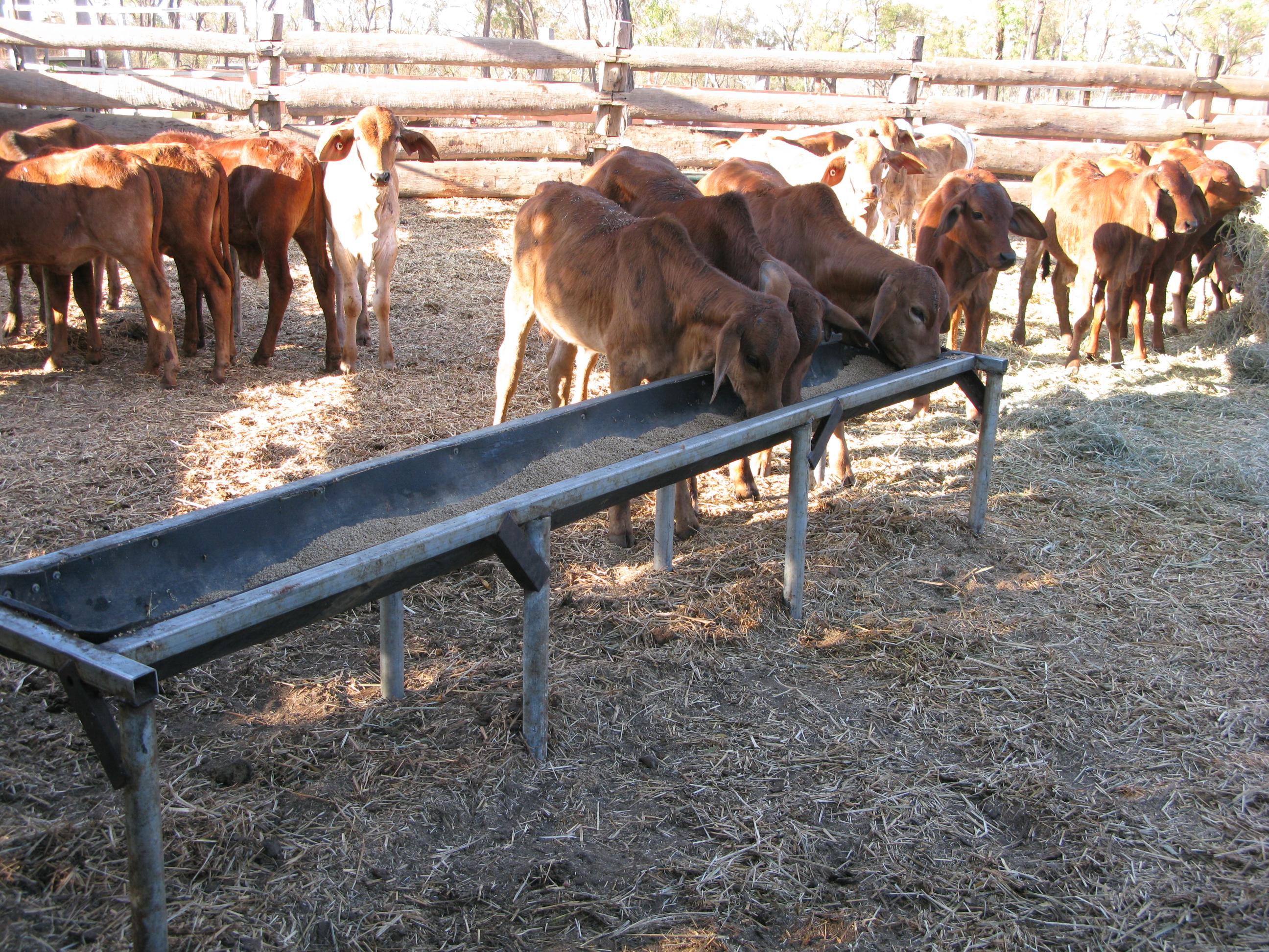 weaners eating out of trough in yards