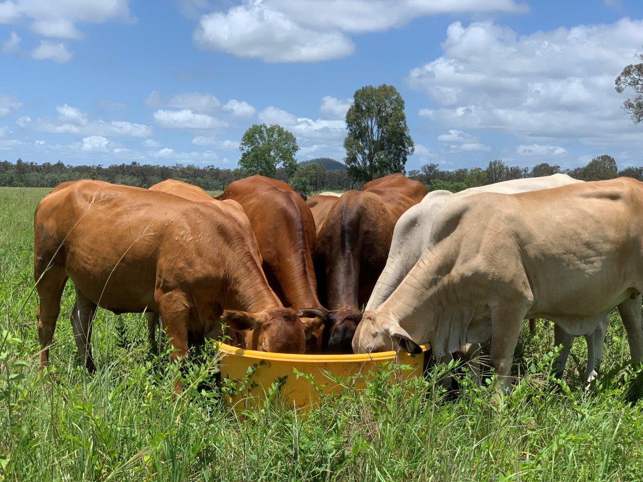 Cattle eating out of yellow lick trough