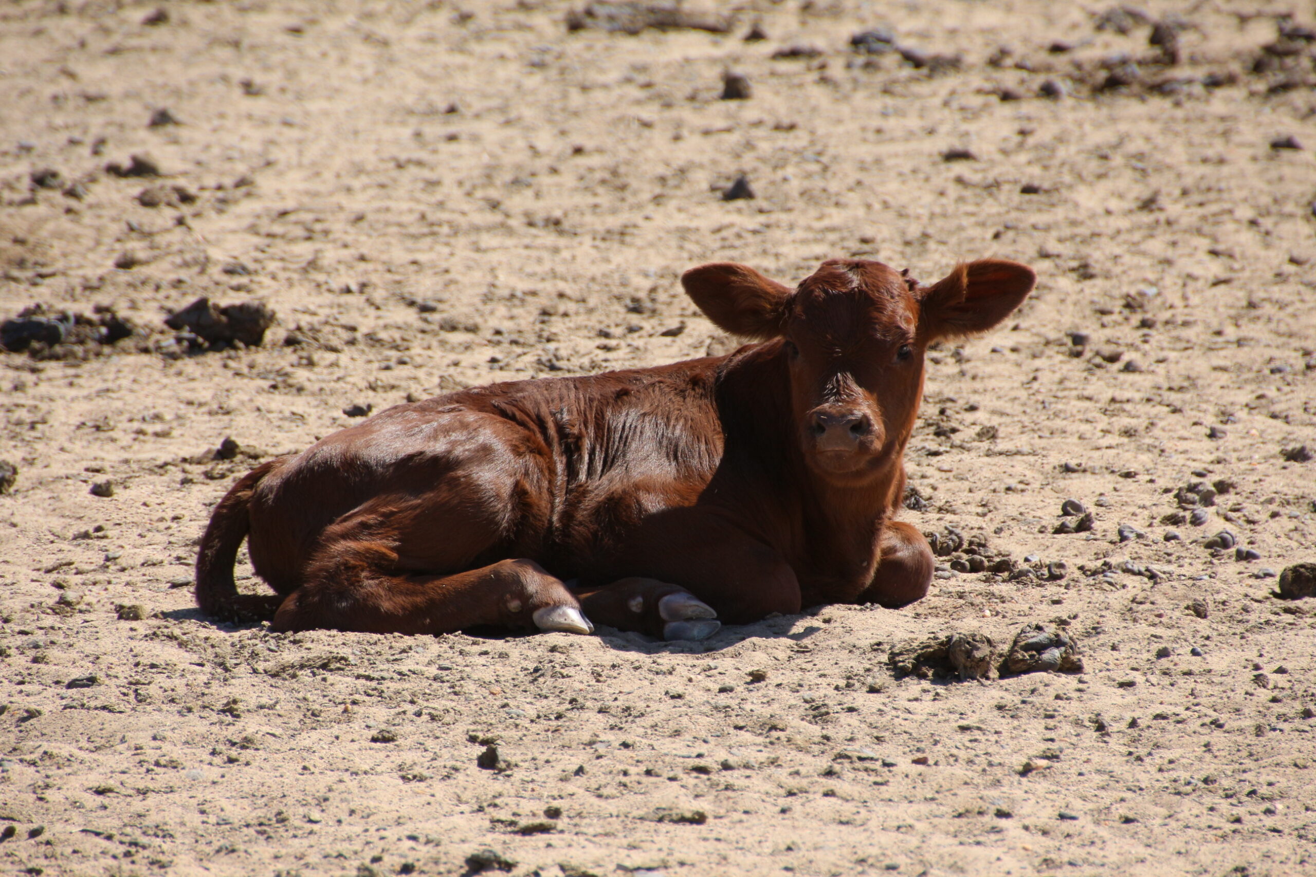 Red calf