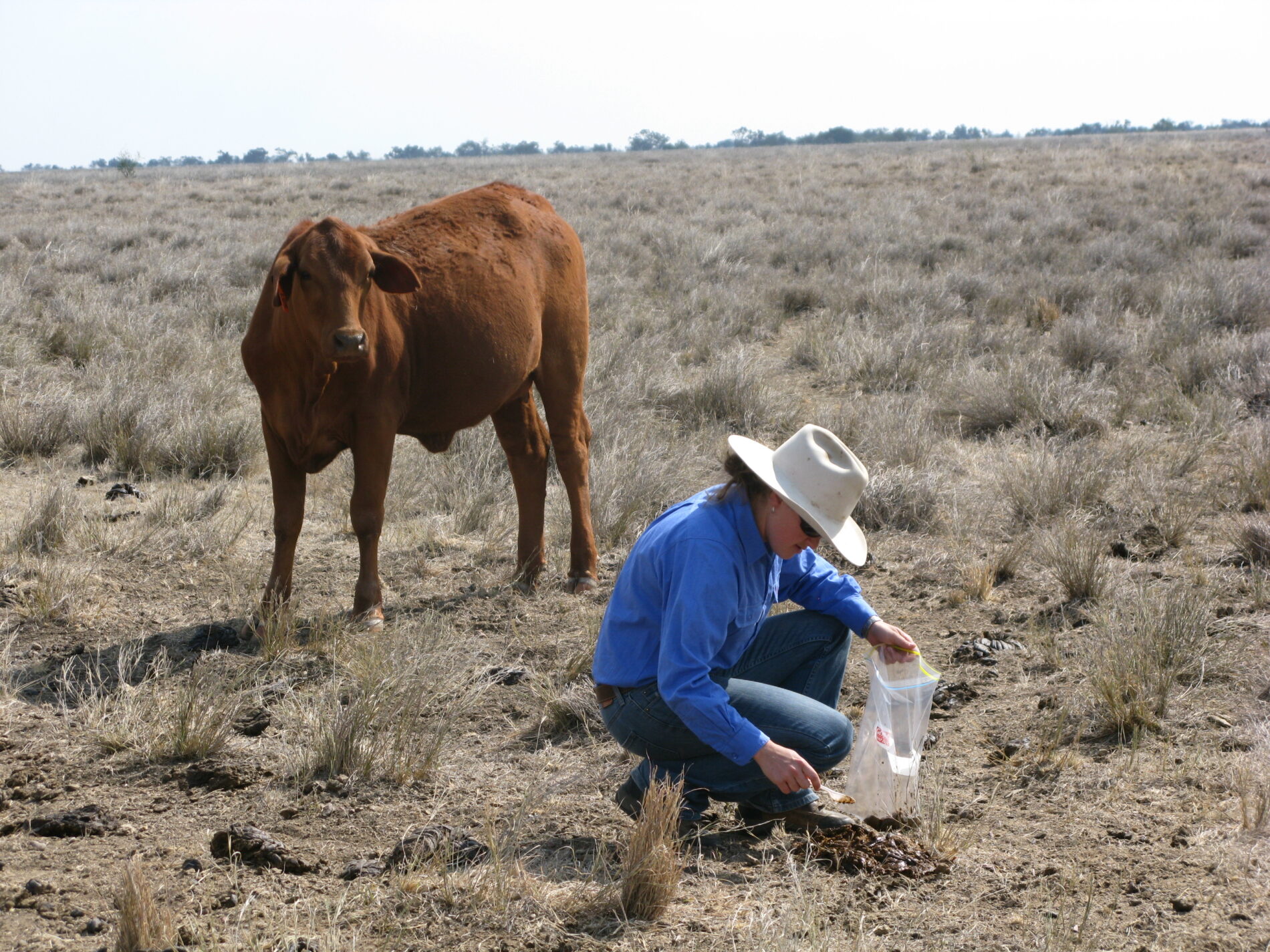 Pastus Assessing pasture diet quality (NIRS) - FutureBeef