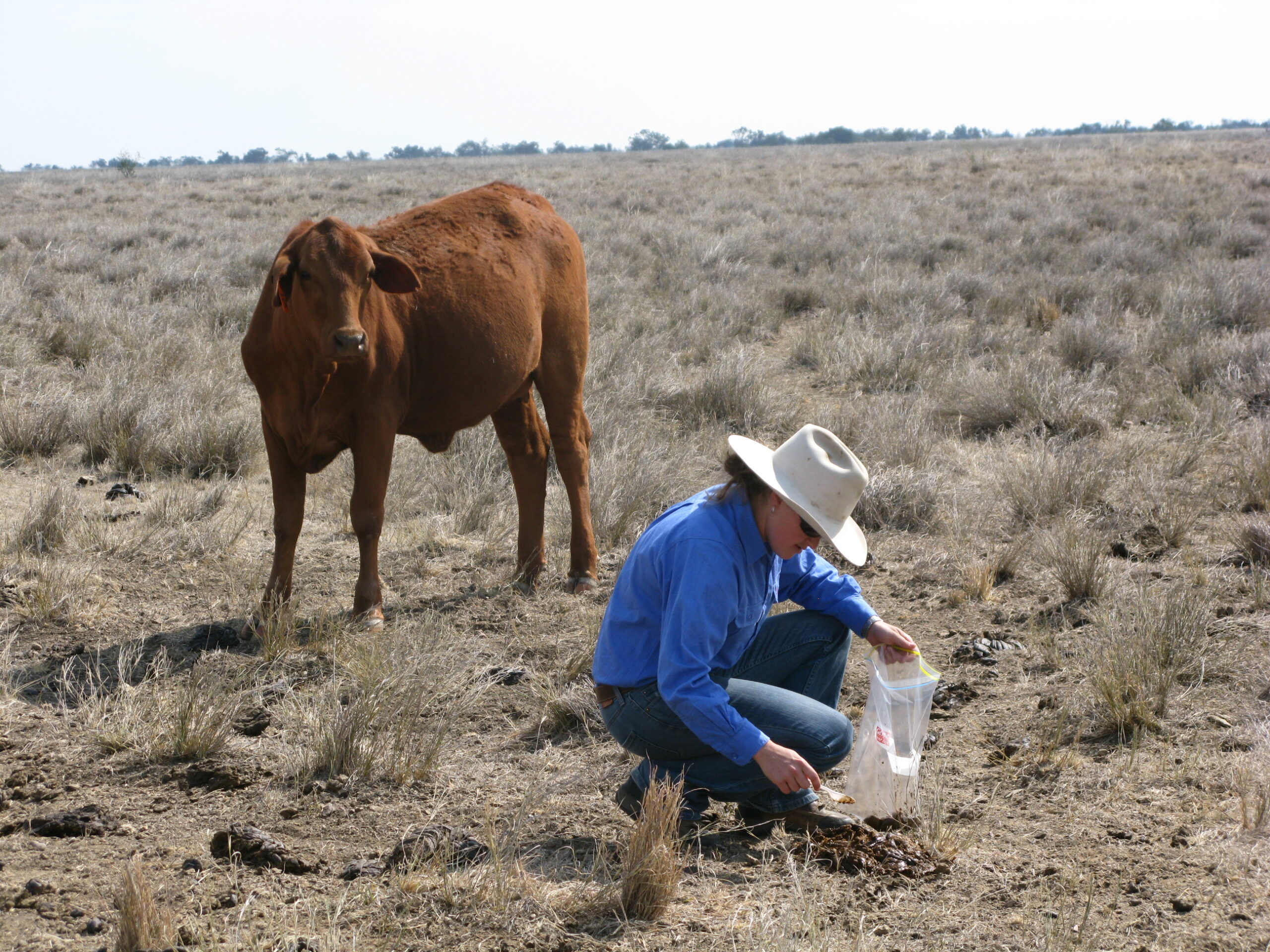 Person collecting samples of dung in the paddock with a heifer in the background.