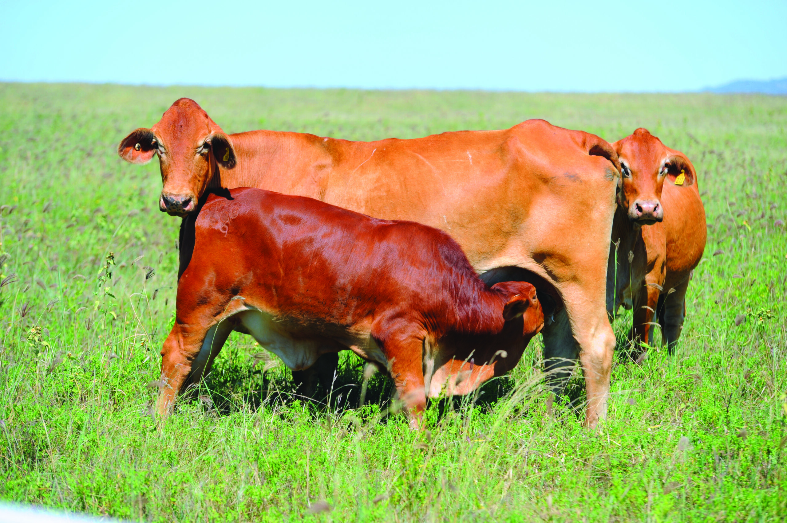 Weaning - a critical component of herd management - FutureBeef