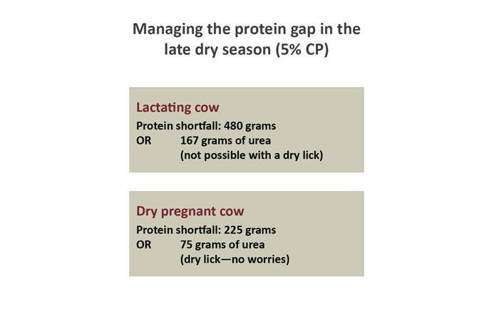 A diagram illustrating ways to manage the protein gap in the late dry season for lactating or dry pregnant cows.