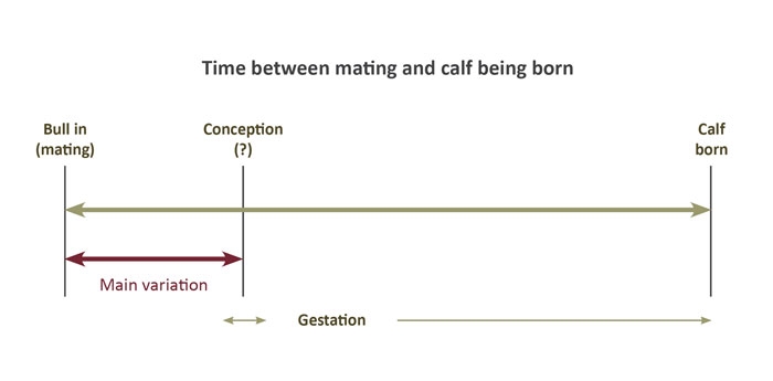 A figure of the measure of 'days to calving' (DC). That is, the time between mating and calf being born.