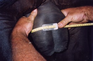 Measuring scrotal circumference
